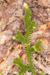 Running clubmoss